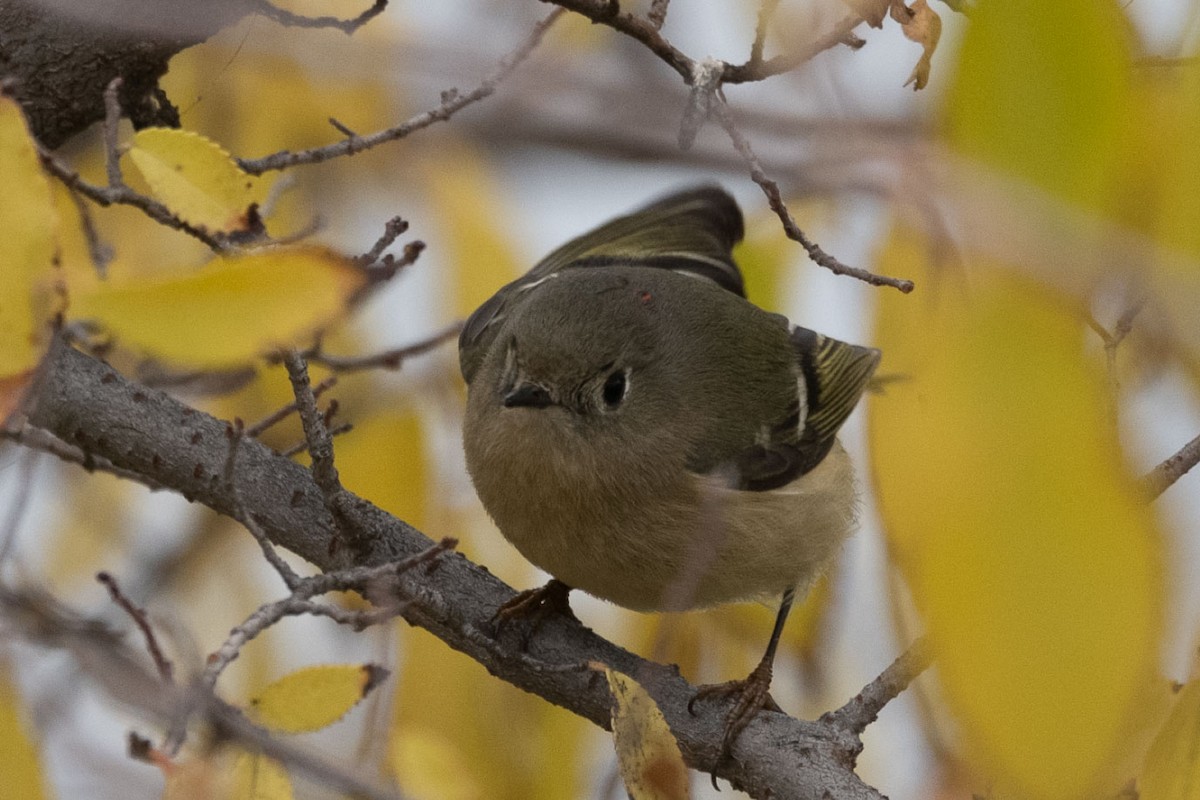 Ruby-crowned Kinglet - ML646767333