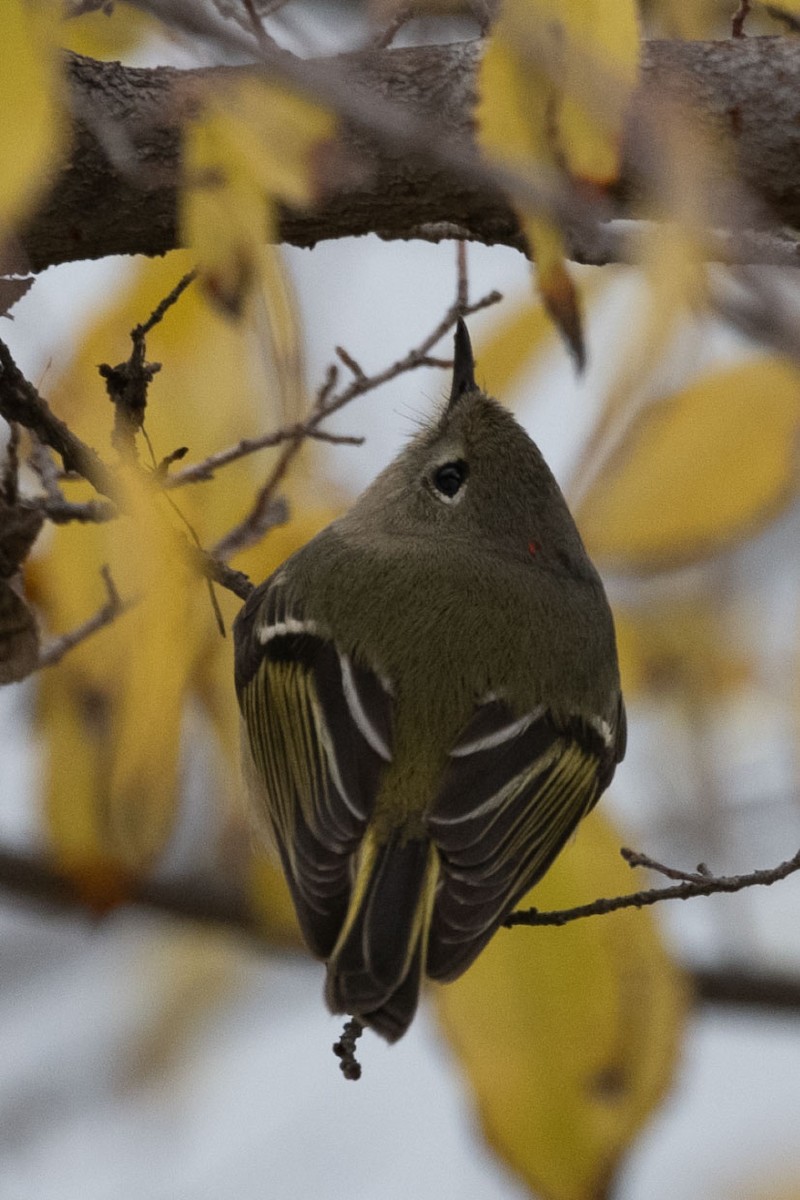 Ruby-crowned Kinglet - ML646767337
