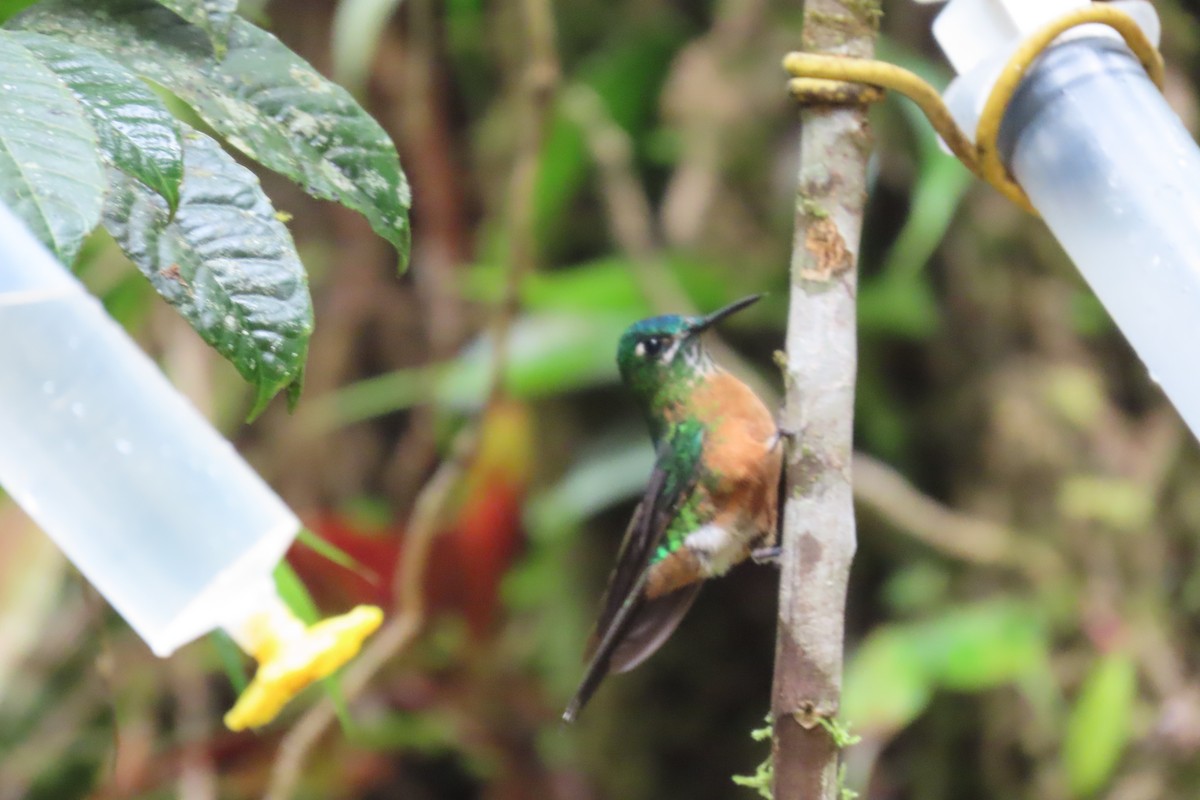 andessylfe - ML646767338