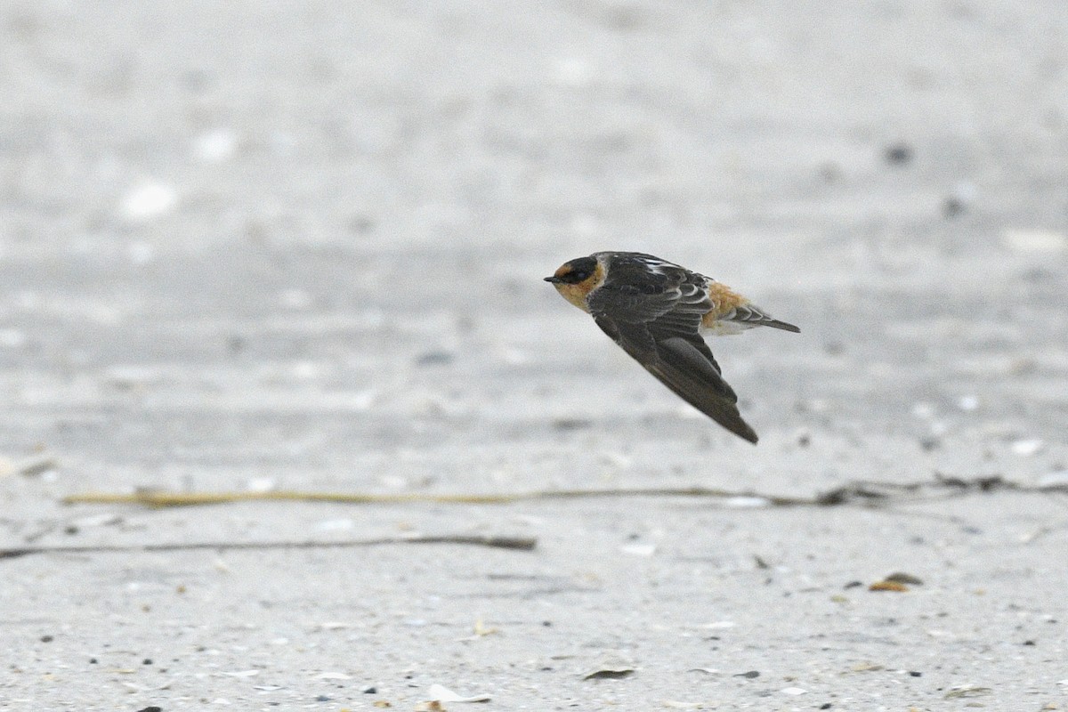 Cave Swallow - ML646767339