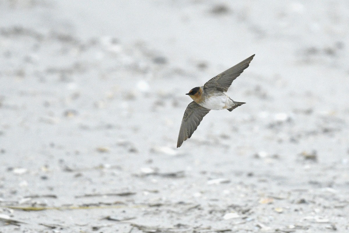 Cave Swallow - ML646767340