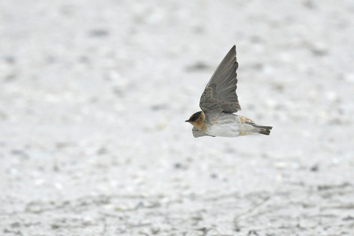 Cave Swallow - ML646767341