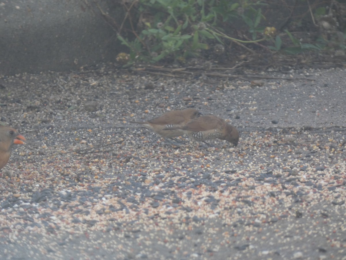 Capuchino Punteado - ML646767342