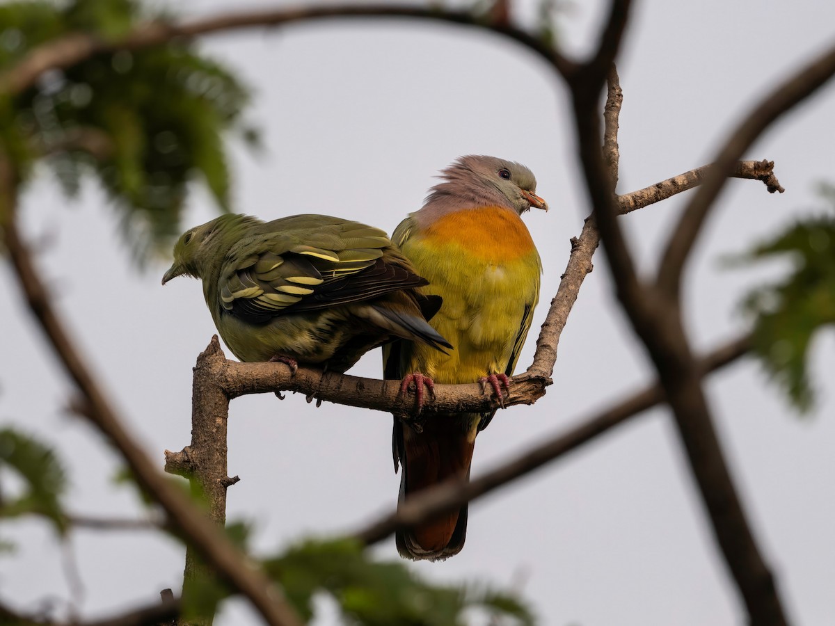 Розовошейный зелёный голубь - ML646767346
