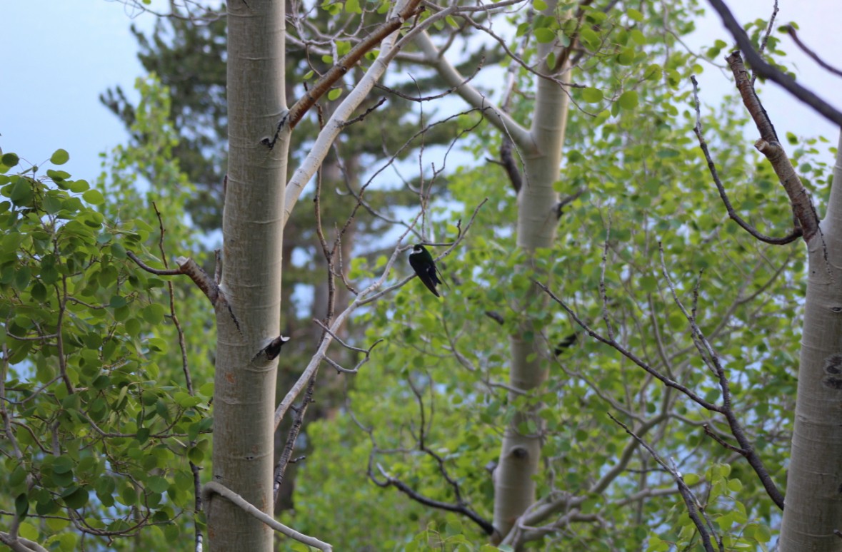 Violet-green Swallow - ML646767347