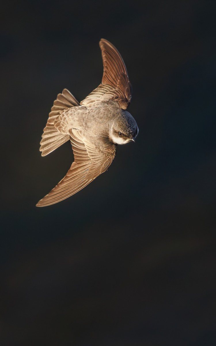 Fahluferschwalbe - ML646767348