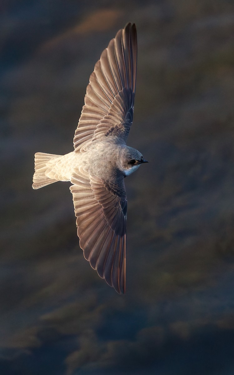 Fahluferschwalbe - ML646767349