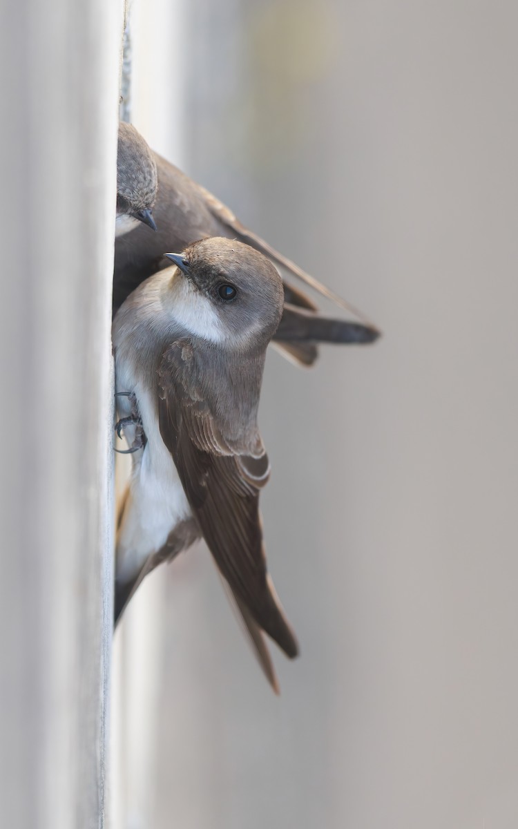 Fahluferschwalbe - ML646767350