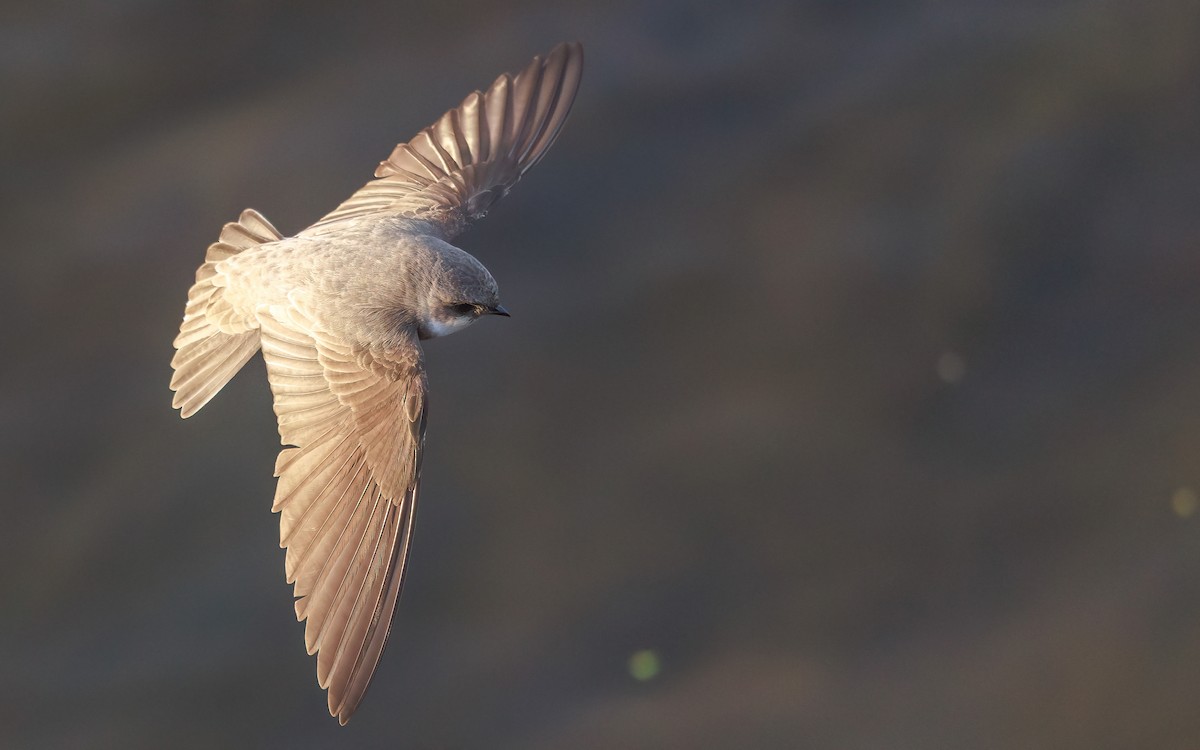 Fahluferschwalbe - ML646767351