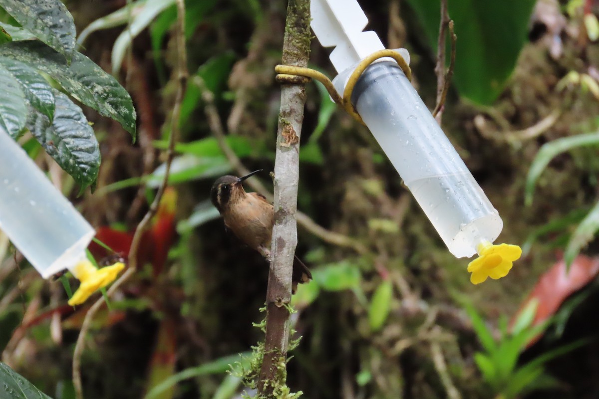 flekkolibri - ML646767352