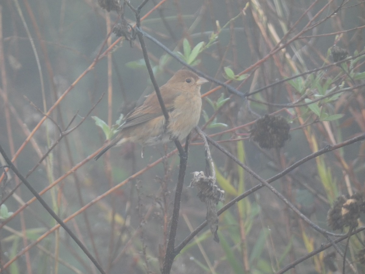 Azulillo Índigo - ML646767353