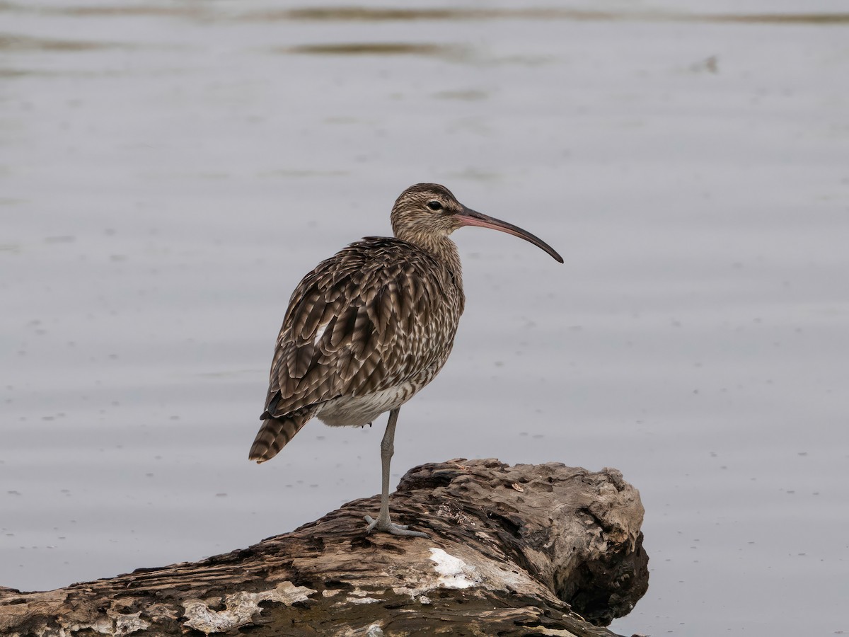 Eurasian Whimbrel - ML646767354