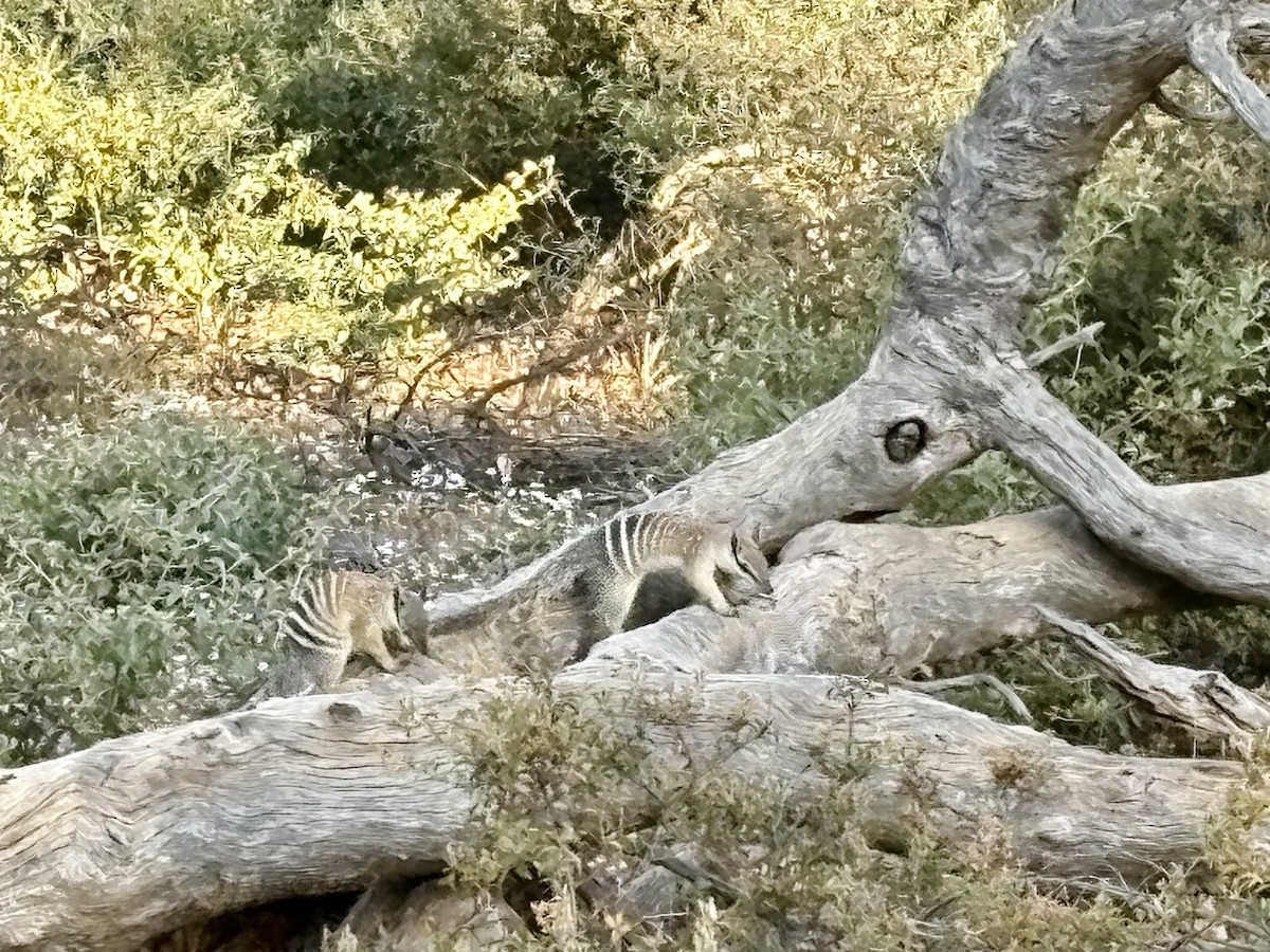 Numbat - ML646767355