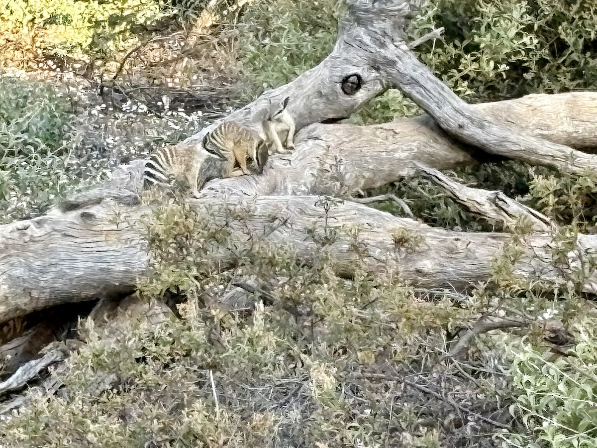 Numbat - ML646767358