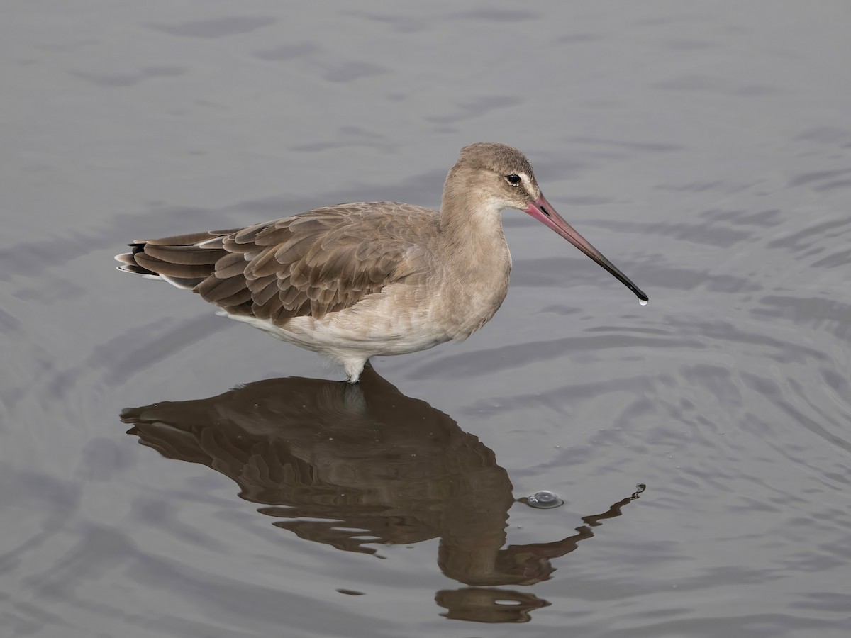 Большой веретенник - ML646767360