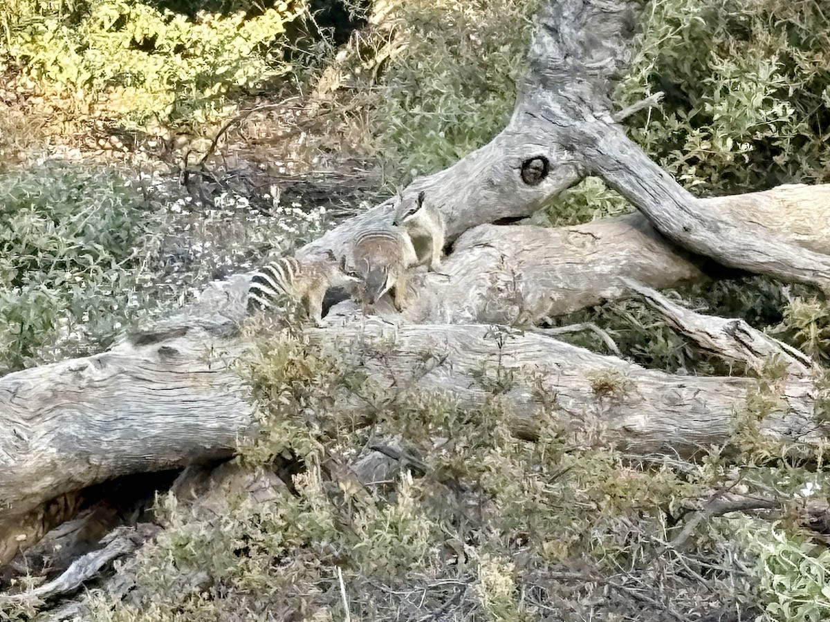 Numbat - ML646767363