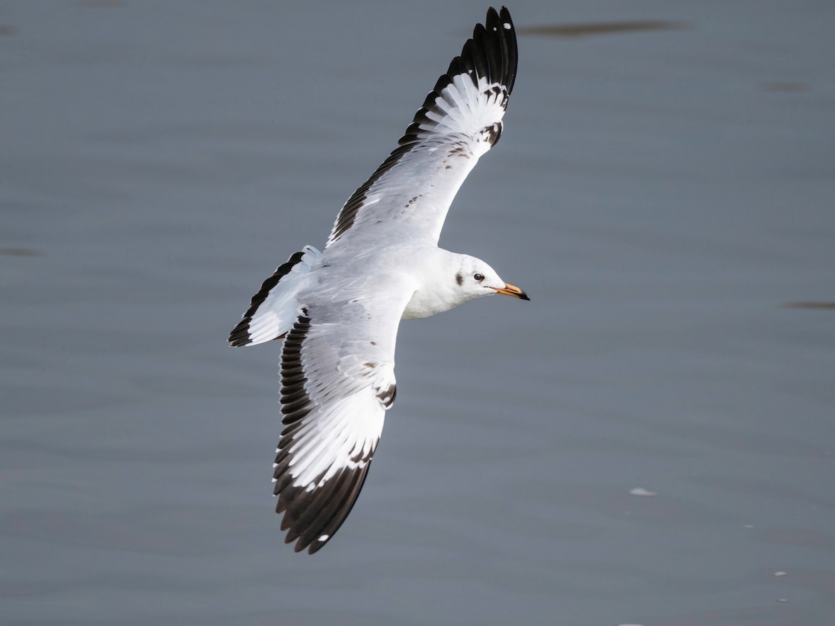 Gaviota Centroasiática - ML646767366