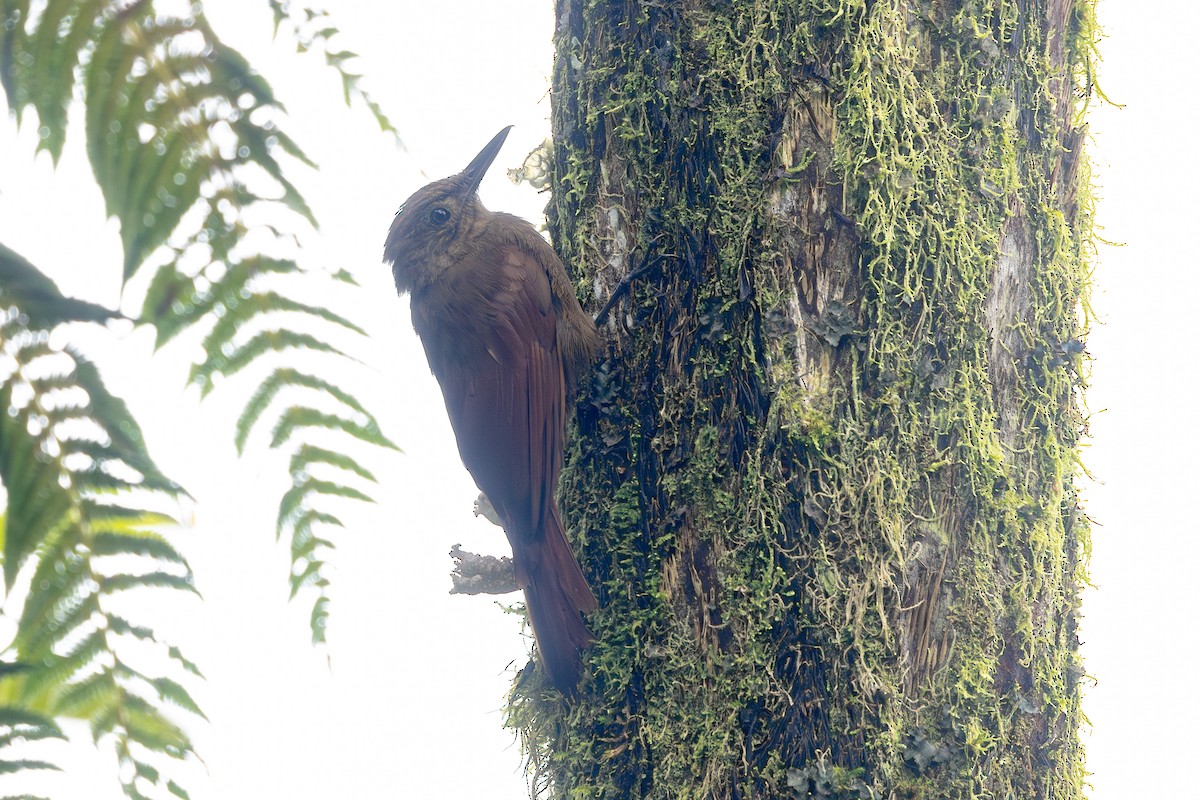 Tiran Tırmaşığı - ML646767367