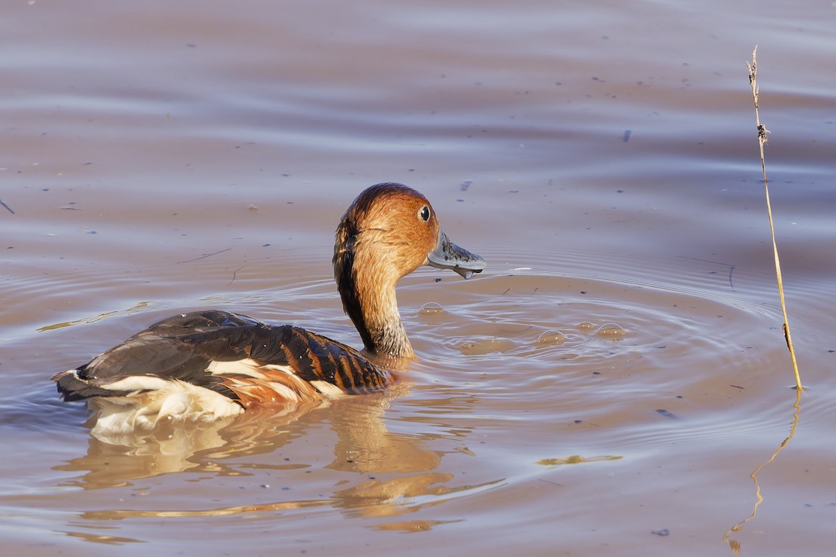 Fulvous Whistling-Duck - ML646767369