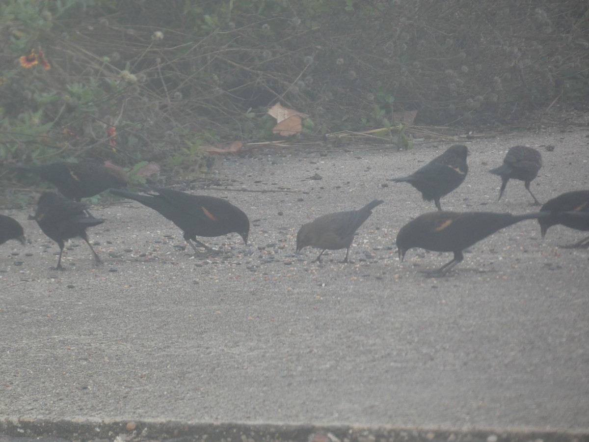 Tordo Cabecipardo - ML646767370