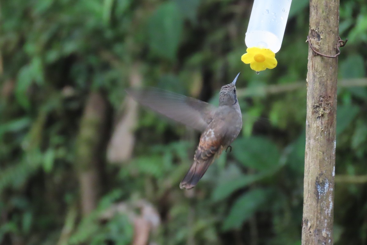 brunkolibri - ML646767371