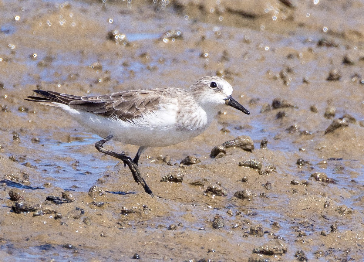 Побережник довгопалий - ML646767373