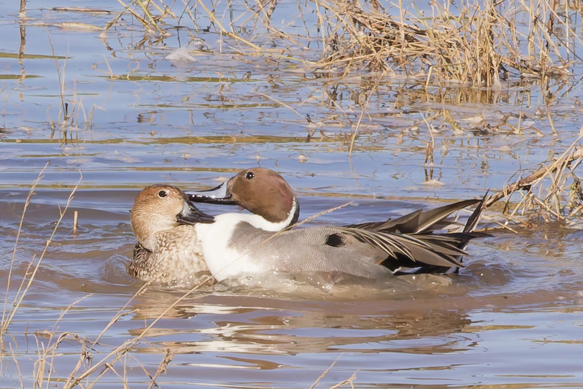 Northern Pintail - ML646767374