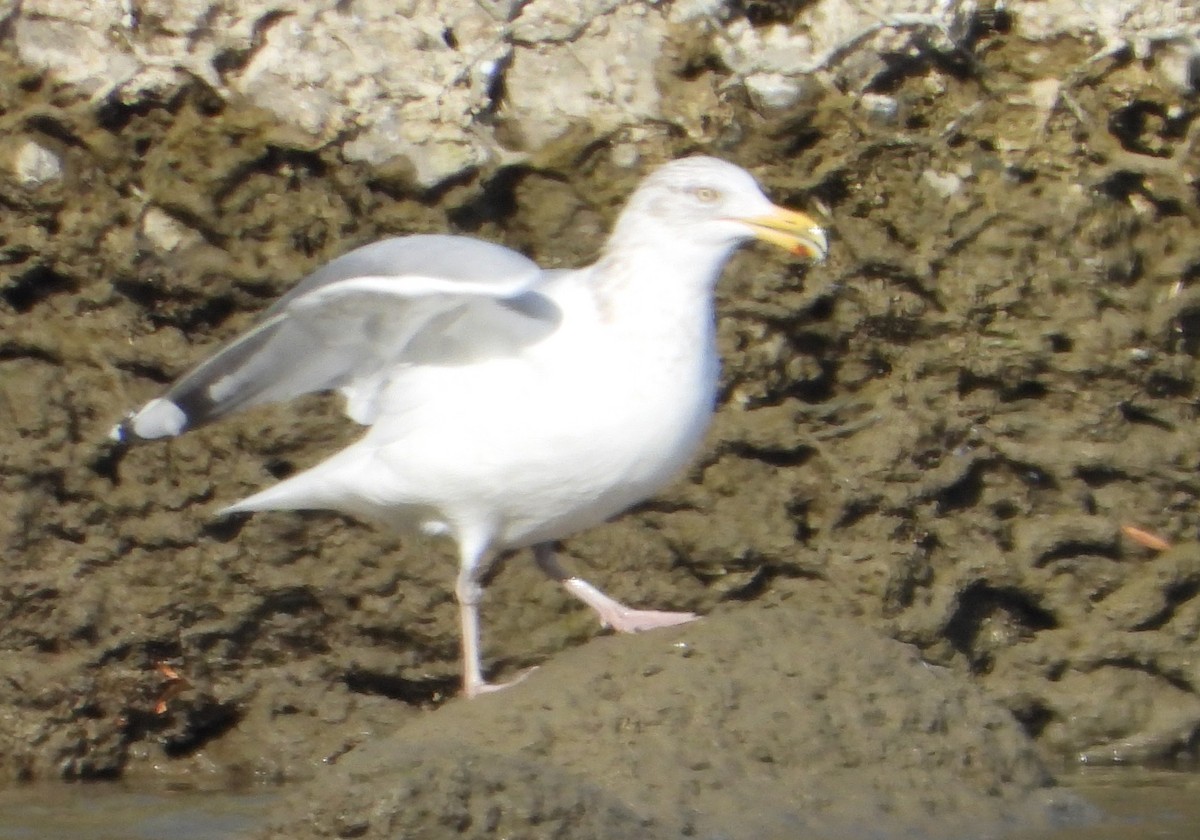 アメリカセグロカモメ - ML646767375