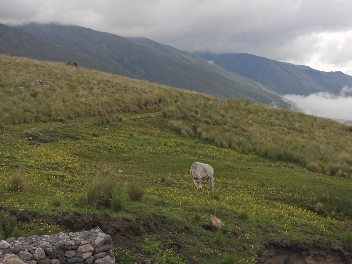 Млекопитающие - ML646767377