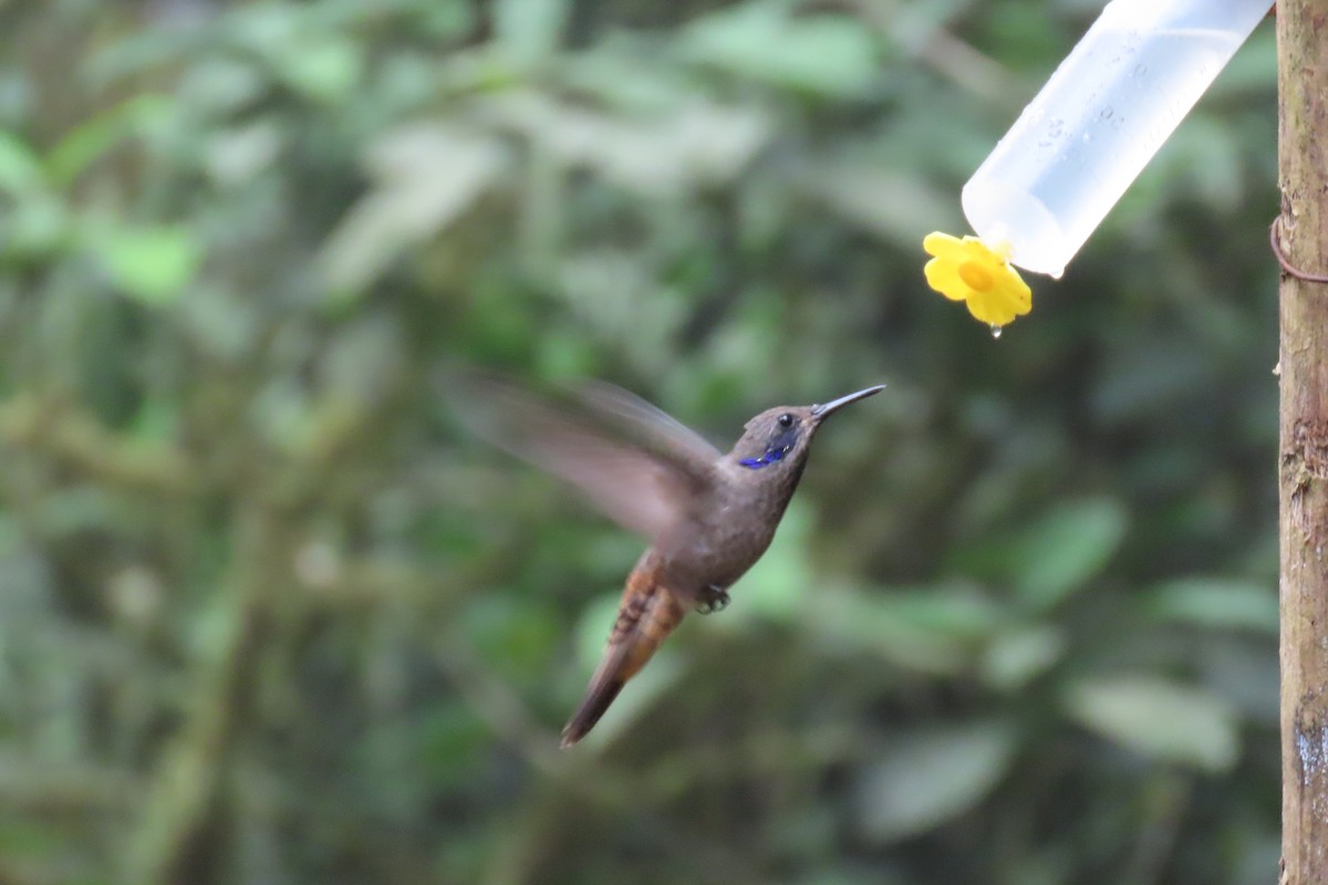 brunkolibri - ML646767378