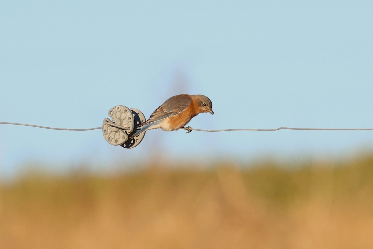 Eastern Bluebird - ML646767379