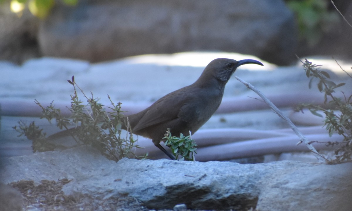 California Thrasher - ML646767381