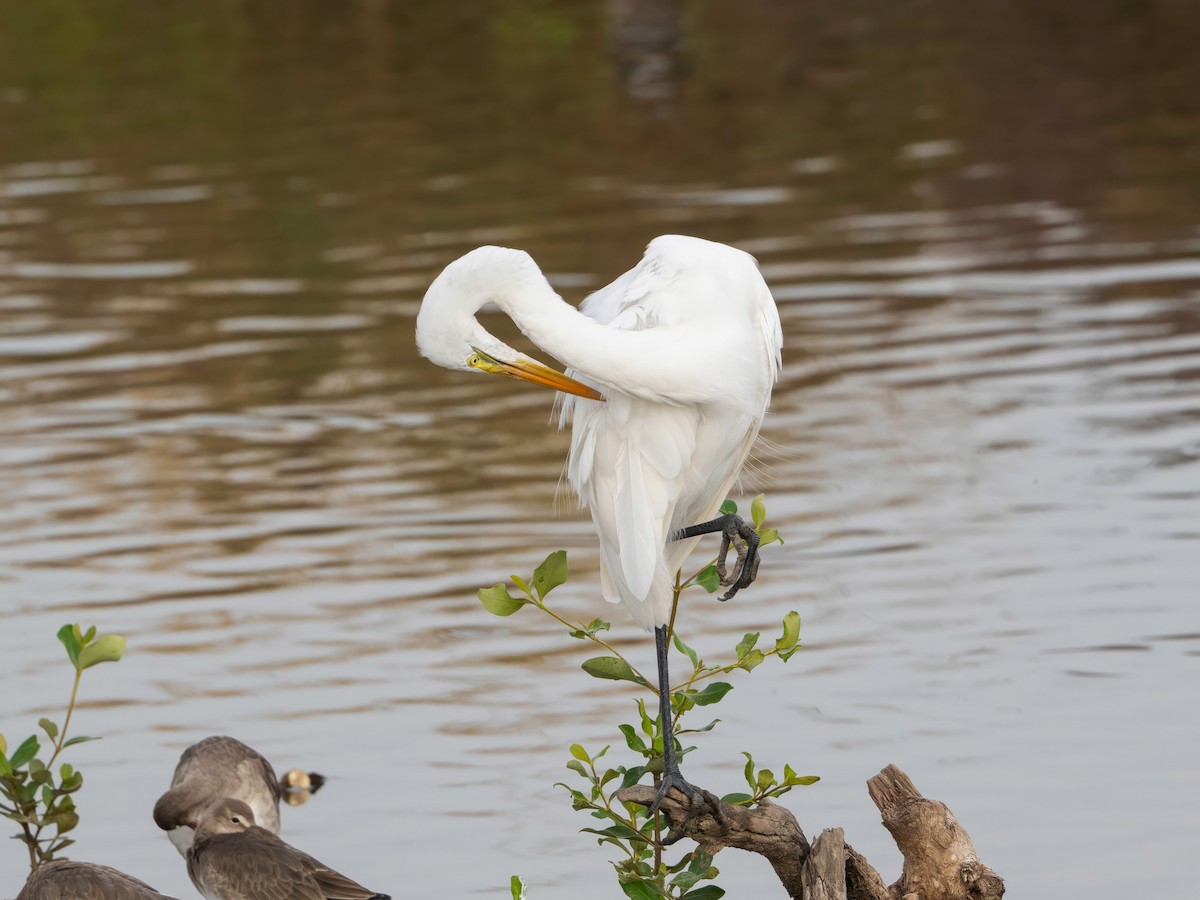 Большая белая цапля - ML646767383