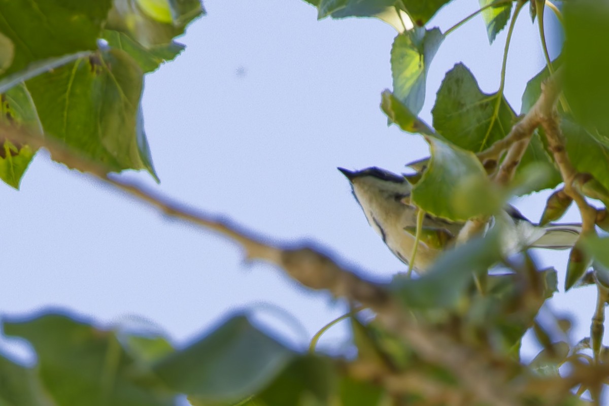 Black-throated Gray Warbler - ML646767384