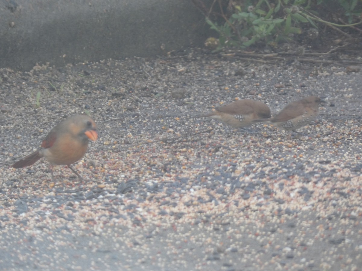Cardenal Norteño - ML646767385