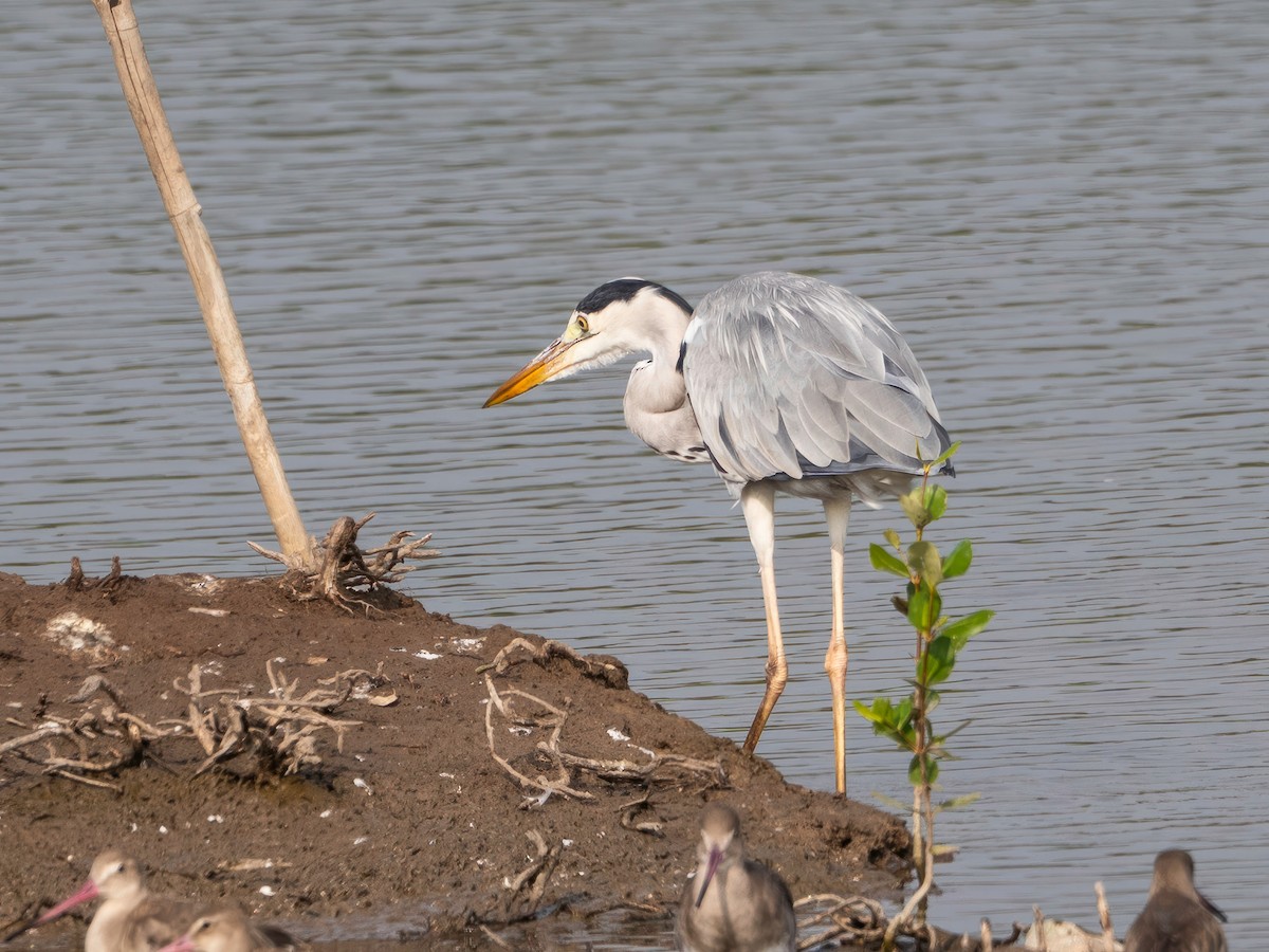Серая цапля - ML646767386