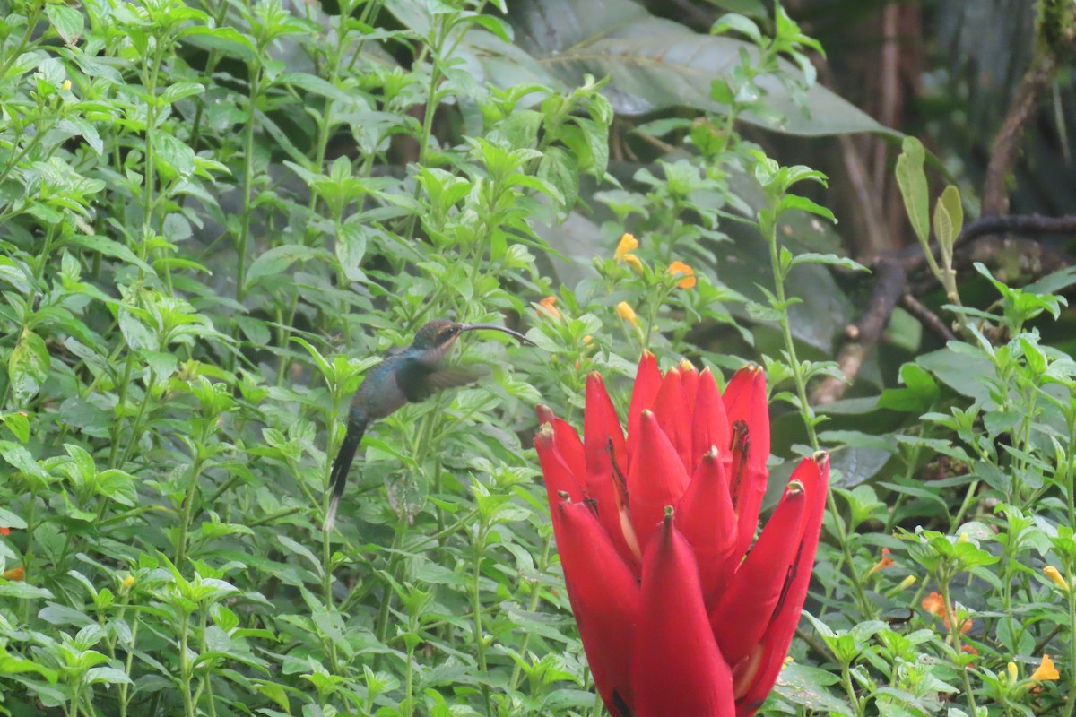 grønneremitt - ML646767387