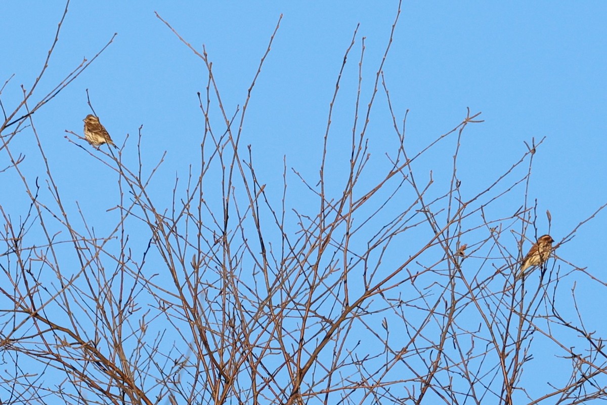 Purple Finch - ML646767388