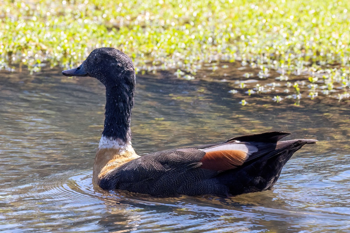 Australian Shelduck - ML646767389