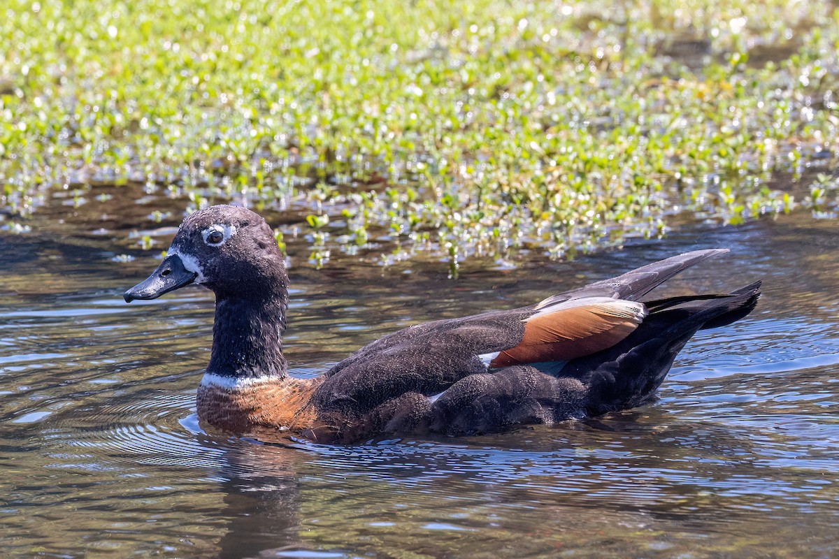 Australian Shelduck - ML646767390