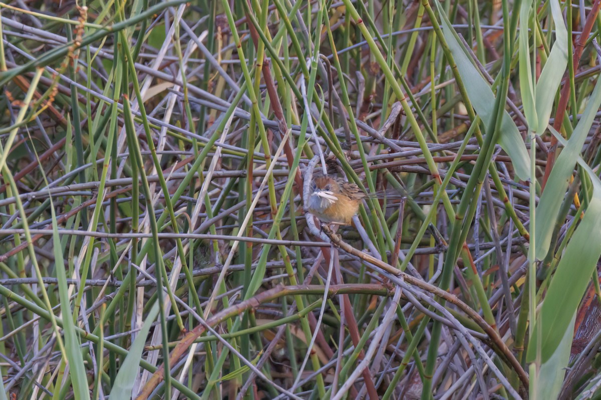 Southern Emuwren - ML646767391