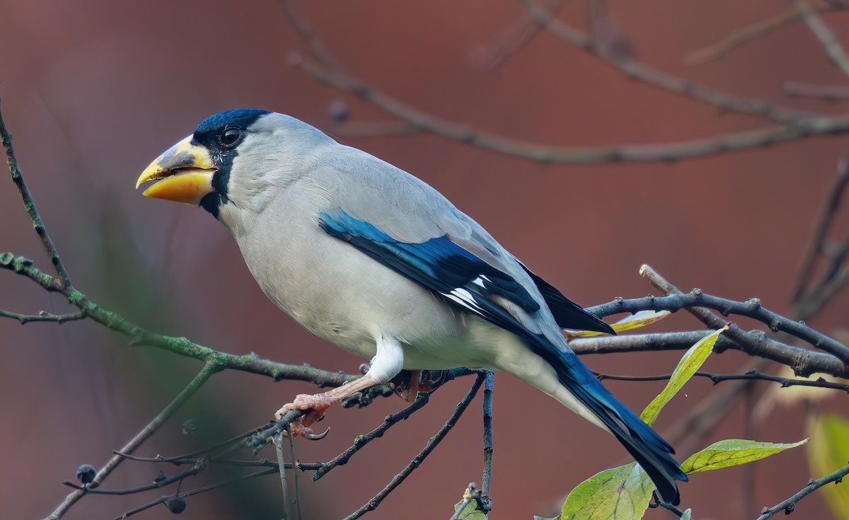 Japanese Grosbeak - ML646767392