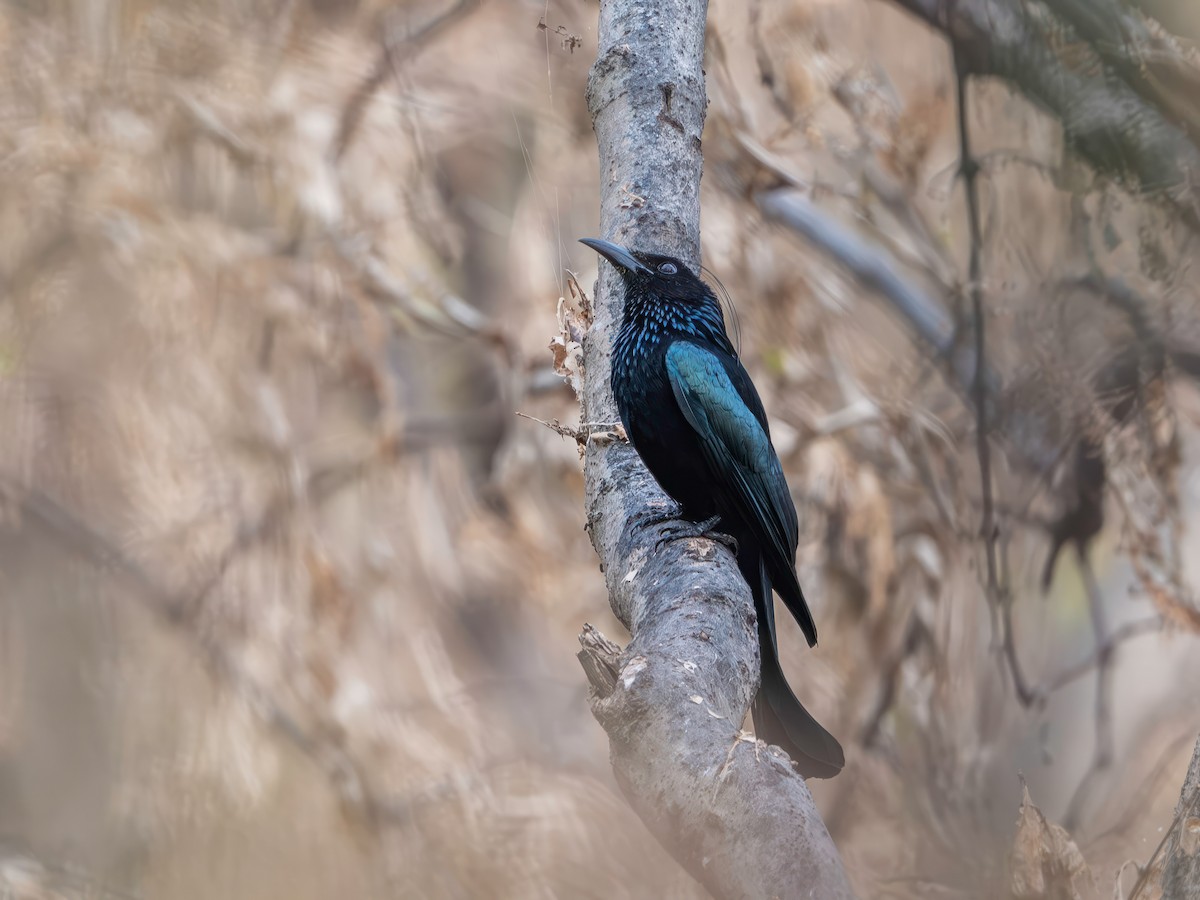 Индийский дронго - ML646767394