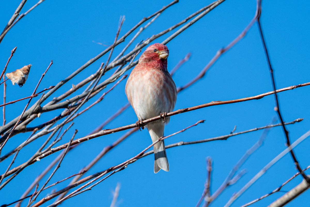 purpurfink - ML646767395