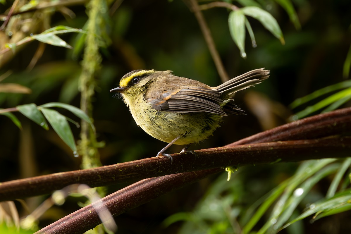 Pitajo diadème - ML646767397