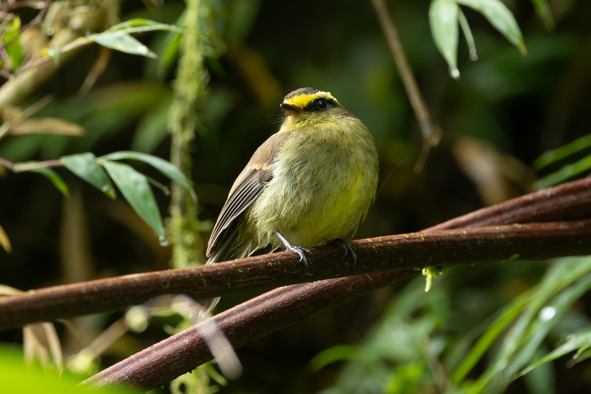 Pitajo diadème - ML646767399