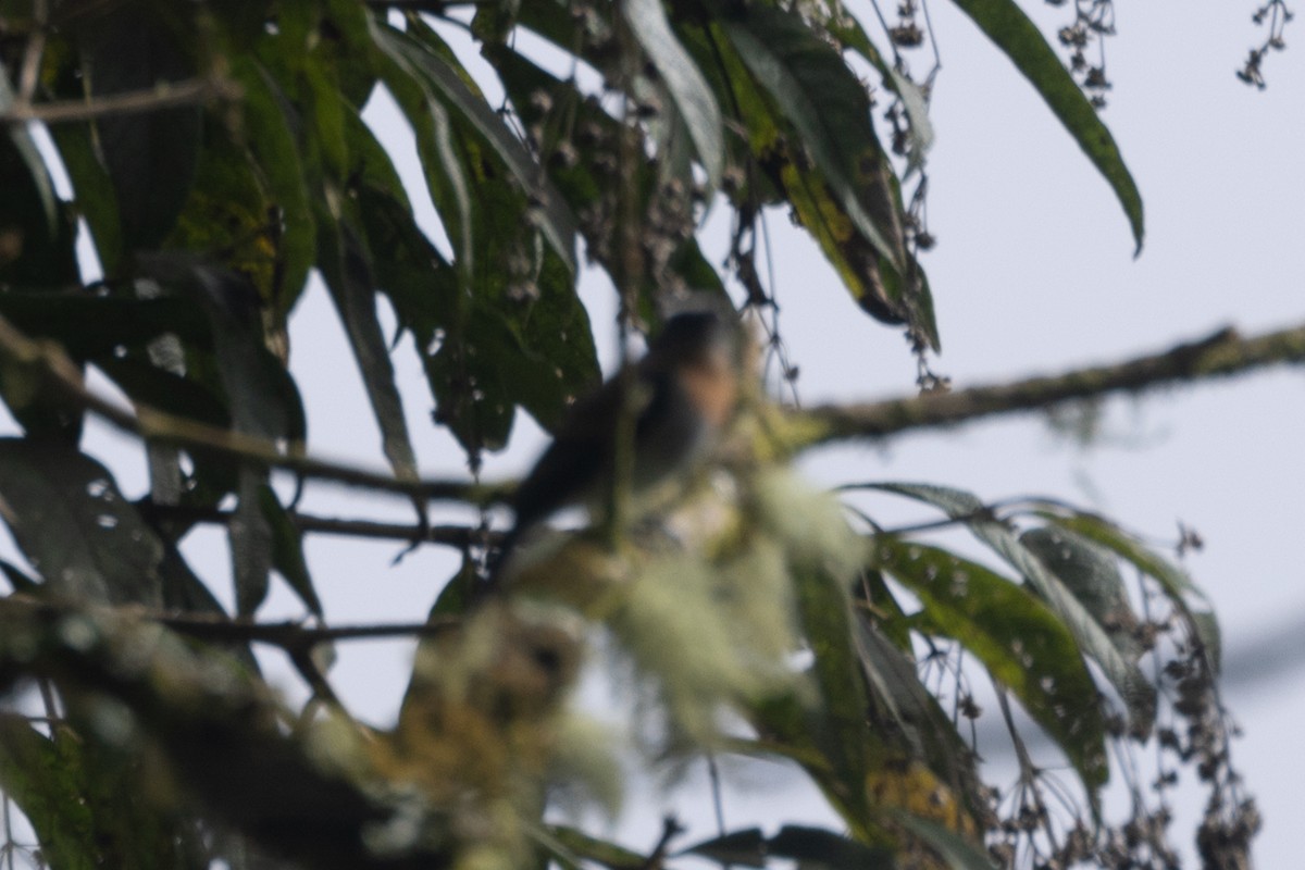 Pitajo à poitrine rousse - ML646767404