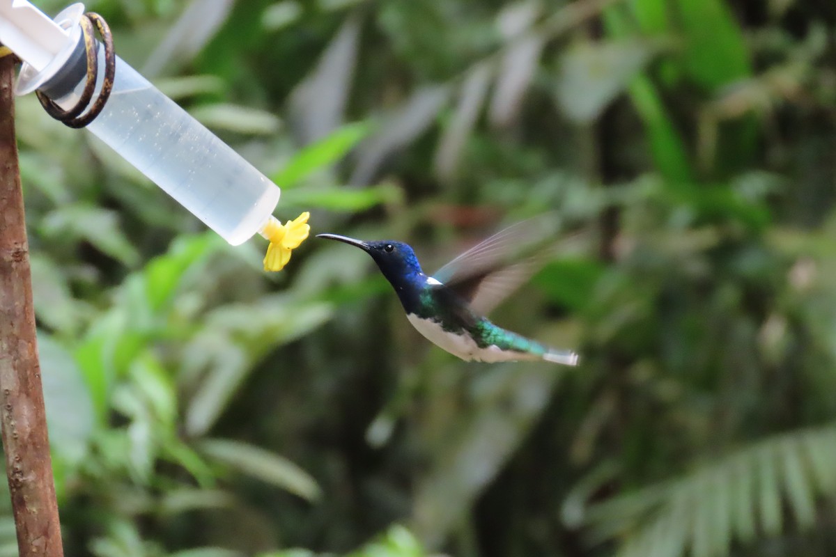 Colibri jacobin - ML646767405