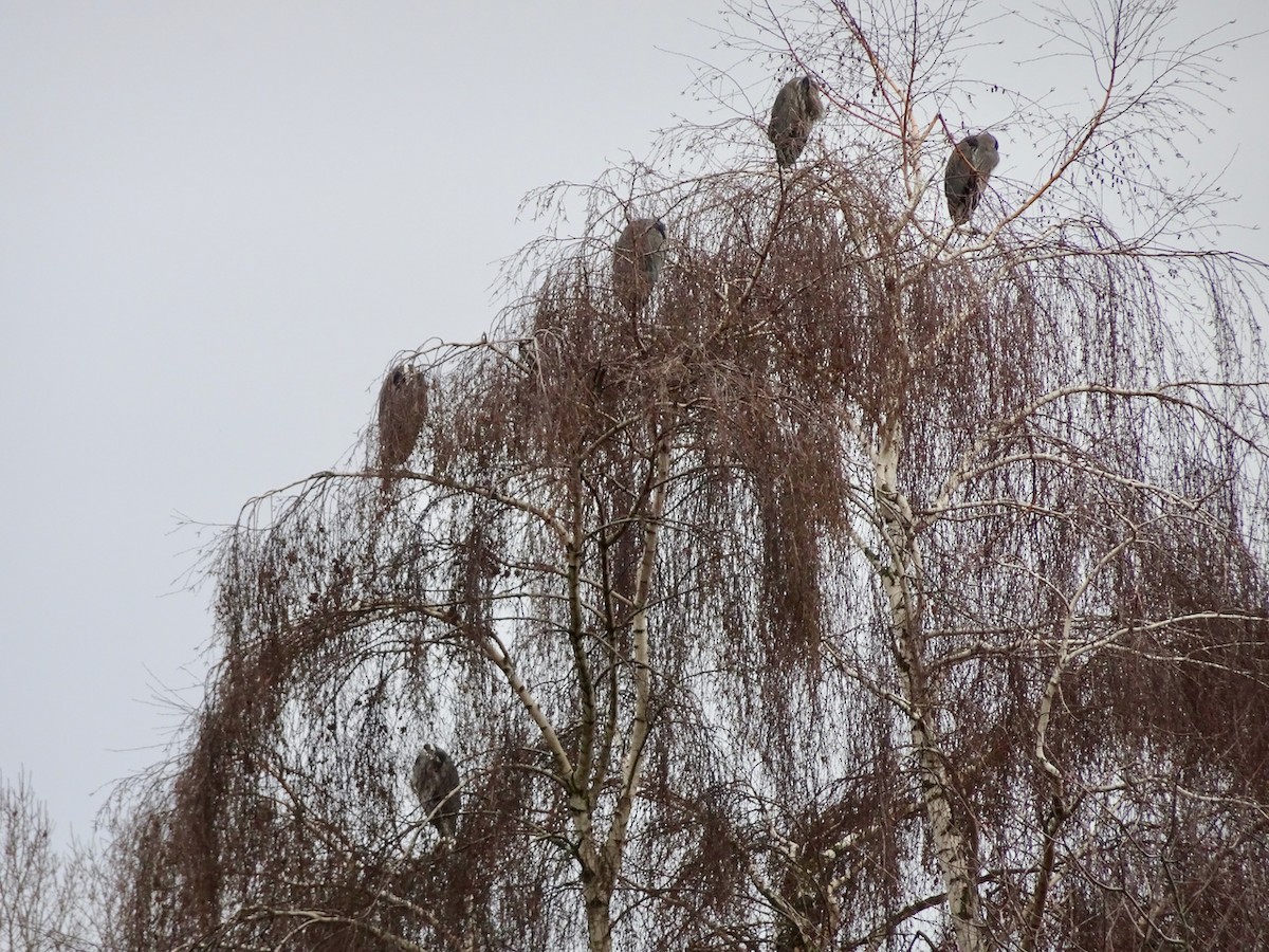 Grand Héron - ML646767406