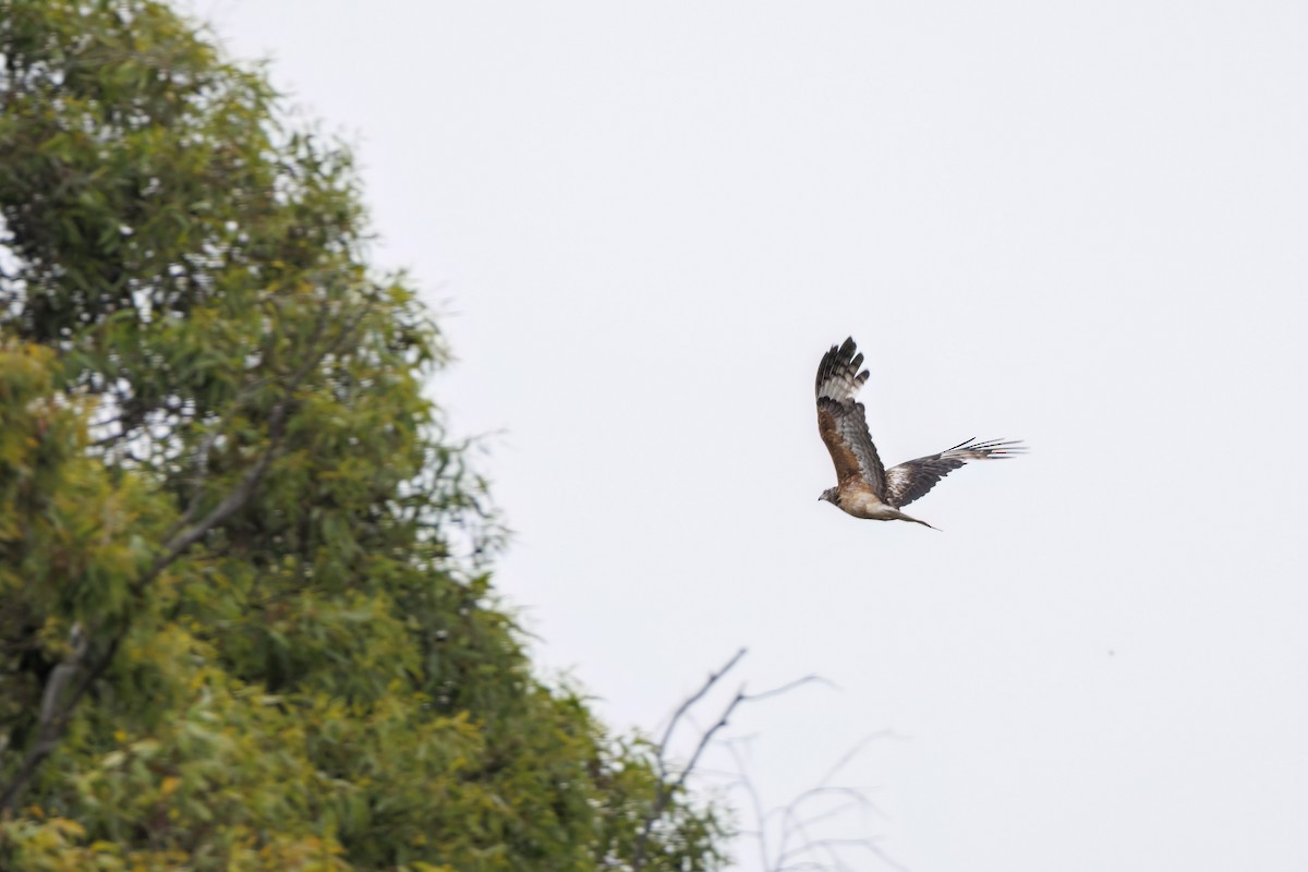 Bondrée à queue carrée - ML646767409